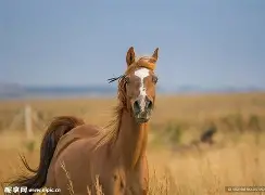 马龙赛点兑现，罗马淘汰阿森纳晋级四强，主帅激动落泪(马龙巅峰时期有多可怕)